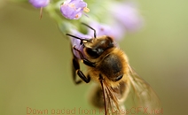 免费ddos攻击网页端