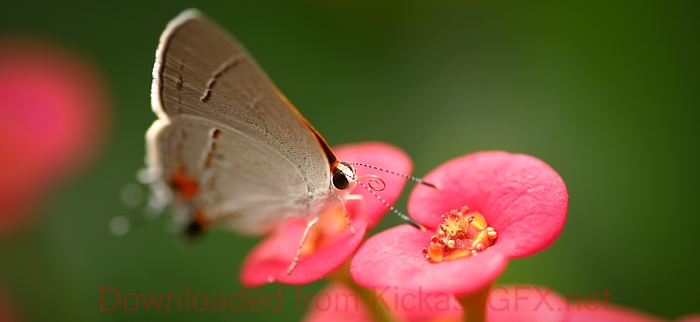 网站攻击软件工具